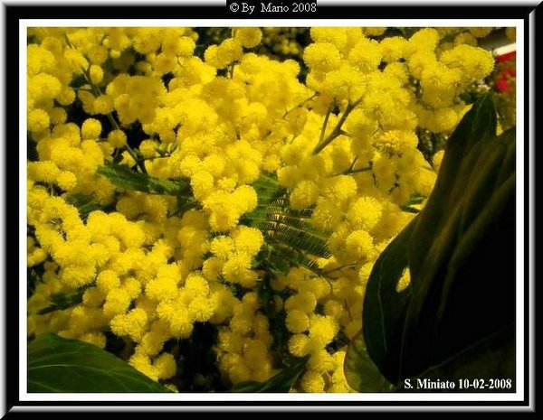 Mimose.jpg