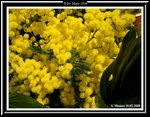 Mimose.jpg