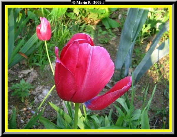 Tulipano.jpg