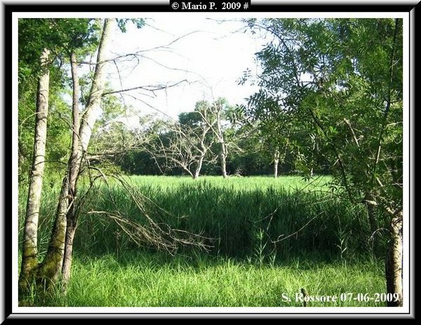 verde del Parco naturale.jpg