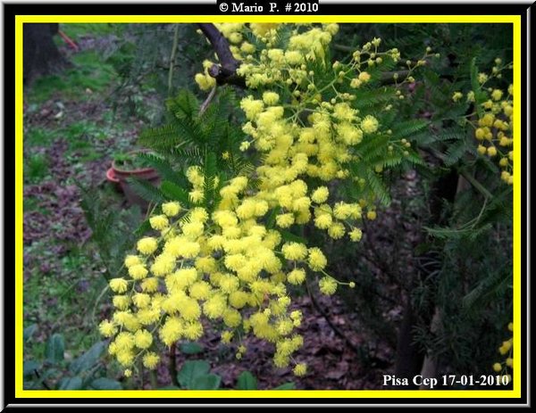 Mimose1.jpg