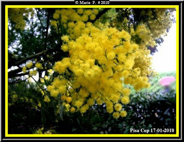 Mimose2.jpg