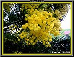 Mimose2.jpg