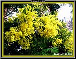 Mimose3.jpg