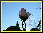Rosa di Ottobre.jpg