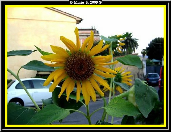 Girasole.jpg