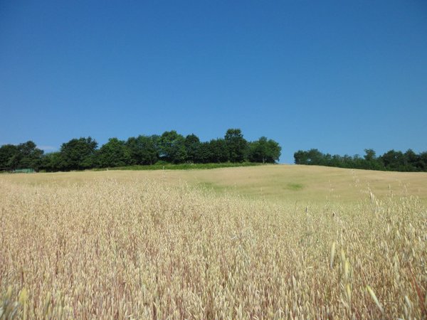 TORRETTA VECCHIA028_.JPG