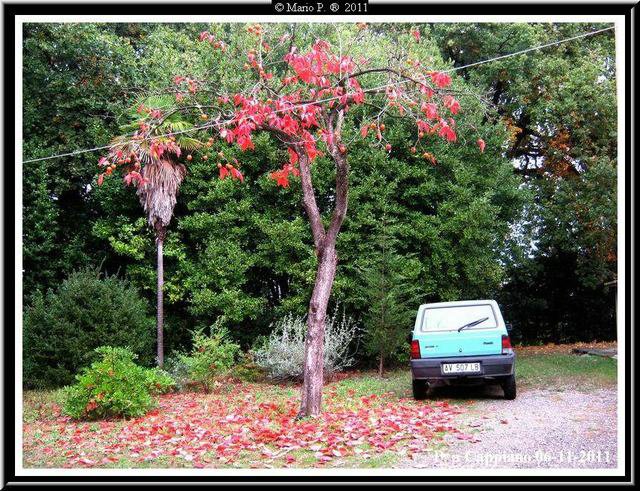 Albero spoglio.jpg