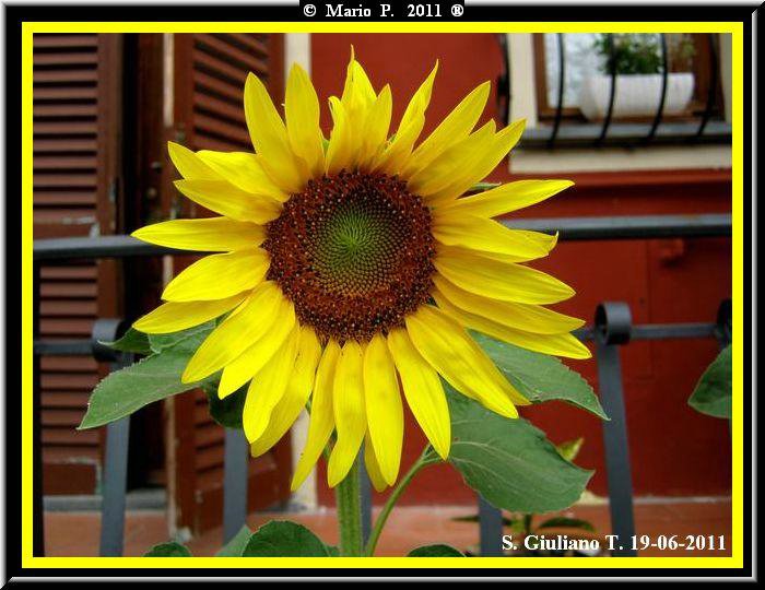 Girasole1.jpg