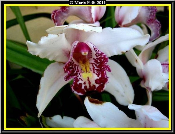 Orchidea2.jpg