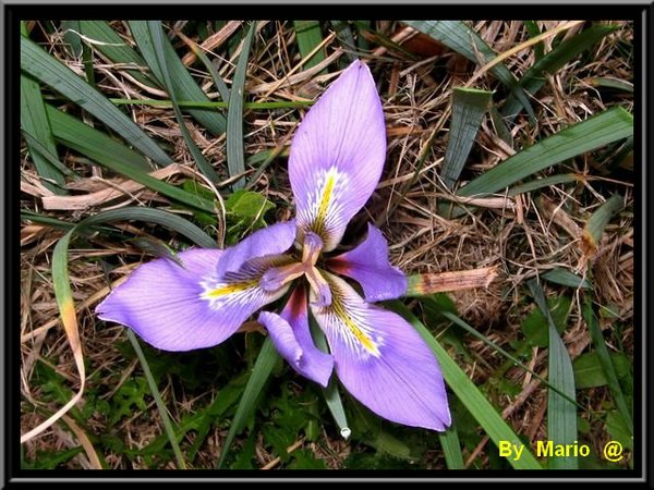 Fiori sul percorso.jpg